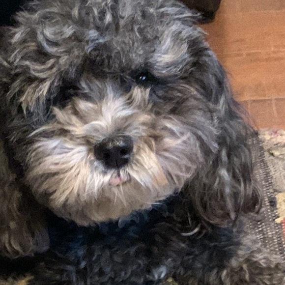 Meet your Posher, Magda - Picture 3 of 5